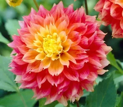 Dinner-plate Dahlia Ground Tuber - KOGANE FUBUKI. Huge Blooms. Plump Tuber! • £8.50