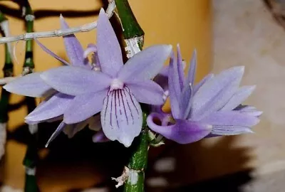 $65 • Buy Species Orchid  - Dendrobium Gonzalesii