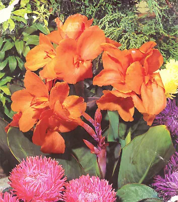 3 CANNA LILY CARNIVAL TUBERS 60 Cms TALL EXOTIC PLANT • £10.99