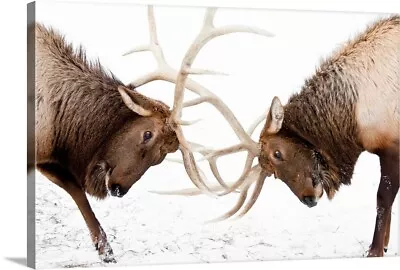 A Pair Of Large Rocky Mountain Elk Lock Canvas Wall Art Print Wildlife Home • $49.99