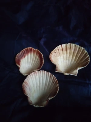 $3.99 • Buy Three Medium Natural White Scallop Sea Shells Cooking Crafts Aquarium 5 