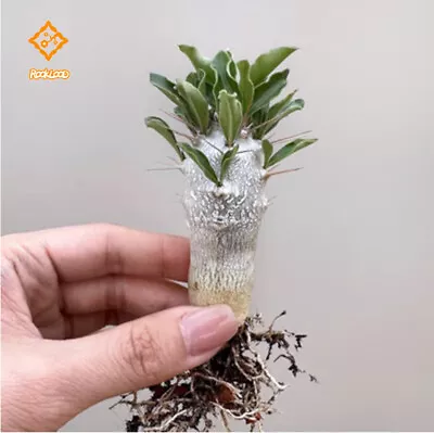 7-9cm Succulent Cactus Live Plant Pachypodium Saundersii Potted Garden Plants • $16.45