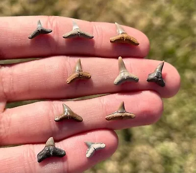 Florida Fossil Sharks Teeth LOT OF 10 Megalodon Age Collection Shark Tooth • $14.99
