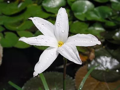 Rain Lily Zephyranthes Norma Pearl 2 Bulbs RARE Habranthus • $18