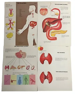 Vintage 1970s The Glands Medical Anatomy Book Illustrations Images Lot • $15.29