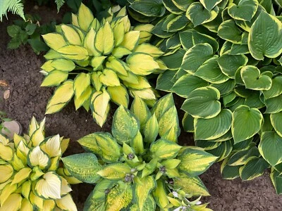 £20 • Buy Special Offer 5 X Hostas  Mix Shade Perennial Garden Container Plant