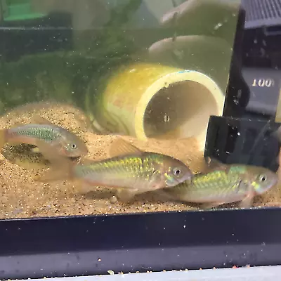 6 Emerald Green Cory  Catfish (Corydoras Aeneus) US Bred Live Aquarium Fish • $24.99