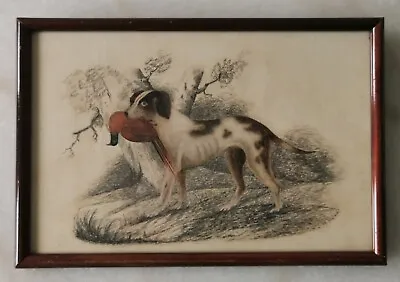 Victorian Pencil & Watercolour Pointer Gun Dog Hunting Grouse - Signed & Dated • £59.99