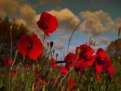 Photography Landscape Flowers Poppy Field Clouds Grass Red Art Poster Mp3498b • £11.99