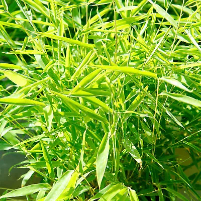 Fargesia Rufa Umbrella Bamboo | Vigorous Evergreen Live Hedge Screening 14cm Pot • £19.99