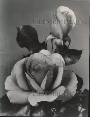 1960 Press Photo Rose Duet All America - Spa64725 • $19.99
