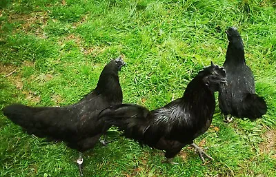 Ayam Cemani Hatching Eggs X 6 • £24