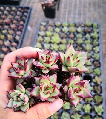 E. Agavoides Ebony One Plant 5cm Diameter  • $9