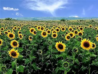 75 MAMMOTH GREY Stripe SUNFLOWER Helianthus Annuus Flower Seeds • $3