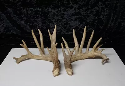 Whitetail Deer Sheds - Set Ae230 - Taxidermy Cabin Decor Crafts Man Cave • $350