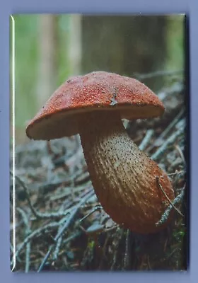 Mushrooms *2x3 Fridge Magnet* Fungus Portobella Spores Morels Truffles Forest • $8.95