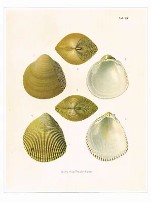 Japanese Cockle Shells Vintage 1991 Shell Print T. Fischer Old Picture CNHPS#113 • $4.96