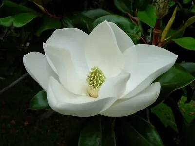 Southern Magnolia(150seeds) Fresh This Season's Harvest From My Garden{AROMATIC} • $8.99