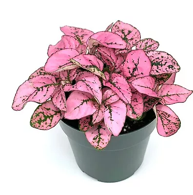 Hypoestes Pink Splash Live Potted House Plants Air Purifying • $10.95