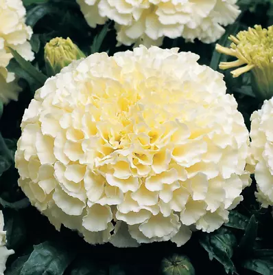 120 White Marigold Seeds Tagetes Garden Flowers • $2.99