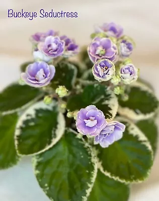 Assorted LEAVES Of African Violet Mini/Semi/Standard/Trailers • $6