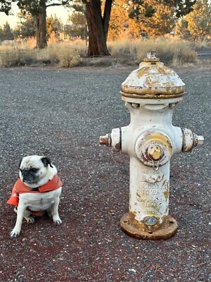 $657 • Buy Vintage Fire Hydrant 1975 Eddy Oskaloosa, Iowa Model 50-4-1/4