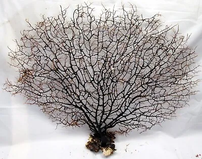 CORAL SEA FAN  Choose The One You Like • $17.99