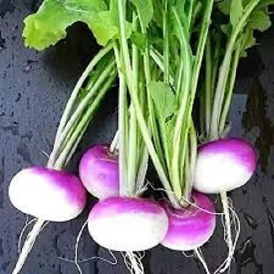 Premium Purple Top Turnip - Fresh Organic Heirloom Seeds - Most Popular Variety • $1.99