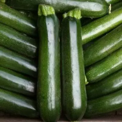 Courgette 'Midnight F1' Vegetable Plug Plants Pack X6 • £5.95