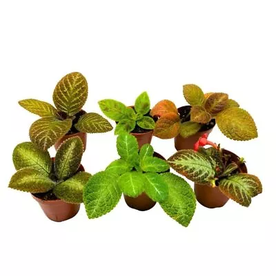 Harmony's Flame Violet Assortment Episcia Variety 2 Inch Set Of 6 • $62.49