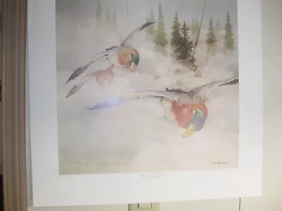 First Pass - Mallards  ( Wisconsins Own Sharon Anderson ) Free Shipping  Reduced • $5