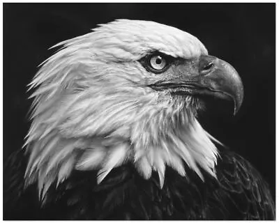 $37.08 • Buy Robert Longo, 'Eagle', Fine Art Print, Various Sizes