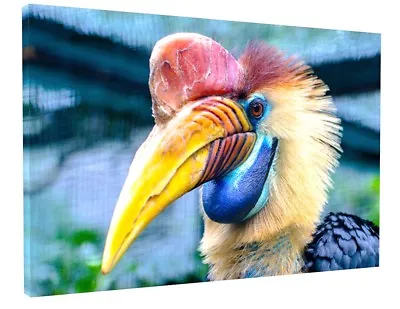 Hornbill Bird Canvas Picture Wall Art Large  • £76.69