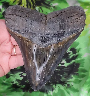 Megalodon Sharks Tooth 5 7/16  Inch Fossil Sharks Teeth Tooth • $53