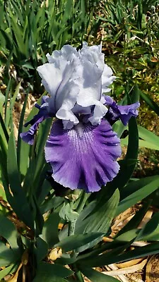 Tall Bearded Iris MARIPOSA SKY • $7.95