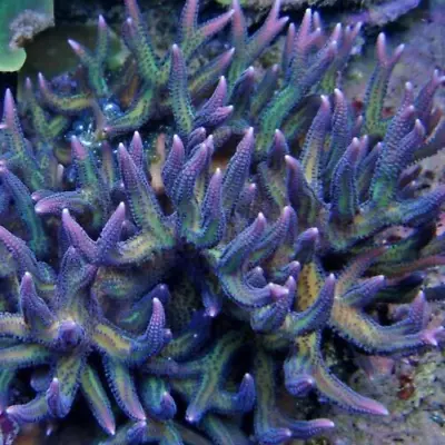 Ponape Birdsnest Sps Frag Coral Not Lps Zoa Soft Soft Frogspawn • £19.95