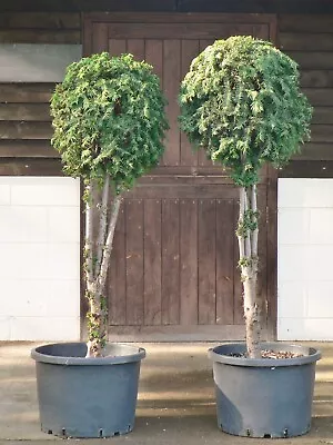 Real XL Yew (taxus Baccata) Topiary Balls/Standards UK Grown • £390