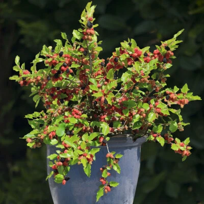 Mulberry Morus Rotundiloba Mojoberry In 2L Pot • £14.99