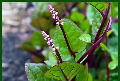 20 Organic Red  Stem Malabar Spinach Alugbati Mong Toi Poi Sang • $8.99