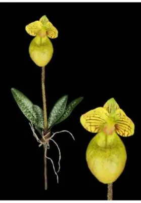 Mini Artificial Paphiopedilum Lady Slipper Orchid With Roots. Silk Flowers • £10.37