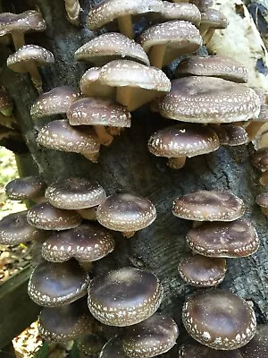 500+ Organic Shiitake Mushroom Plugs For Log Inoculation US Seller!!! • $48.45