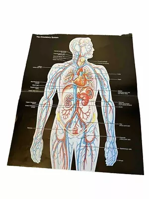 Vintage The Circulatory System Litho Medical Anatomy 1960s • $30