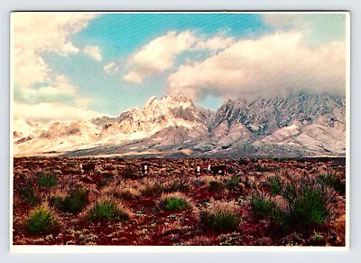 Organ Mountains Southern New Mexico Vintage 4x6 Postcard BRY74 • $1.25