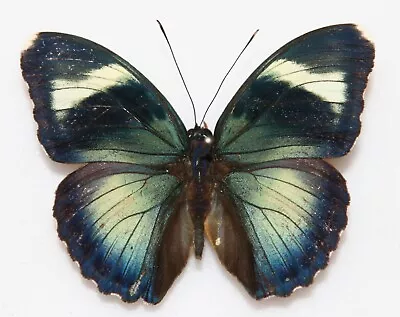 Butterfly X1 Male Euphaedra Hebes (Ghana) • $6.25