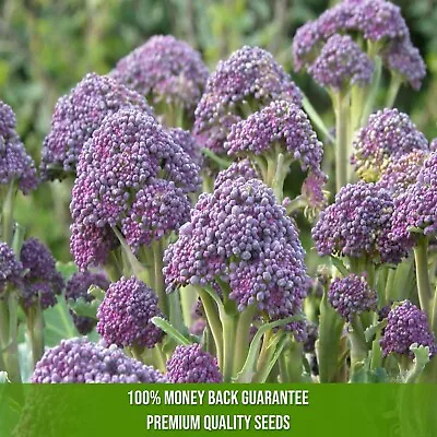 BROCCOLI Purple Sprouting Early 100 Seeds  Vegetable Broccoli • $3.99