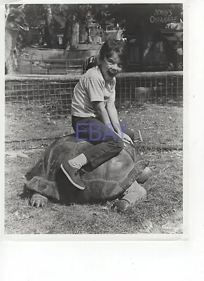 $43 • Buy Erin Moran Sits On A Giant Turtle Daktari VINTAGE Photo