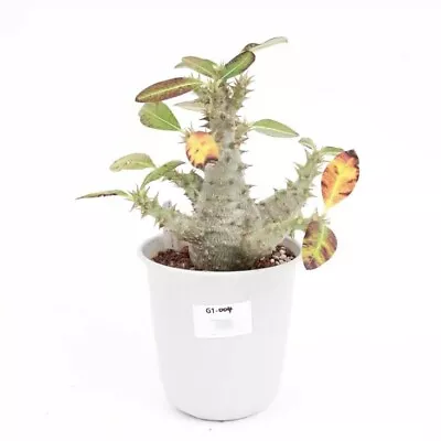 Succulent Plants Pachypodium Baronii Ssp. Windsorii1 • $54.99