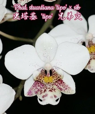 $48 • Buy LP-06 Phalaenopsis Stuartiana Tipo X Sib - Species Orchid Very Beautiful Leaves
