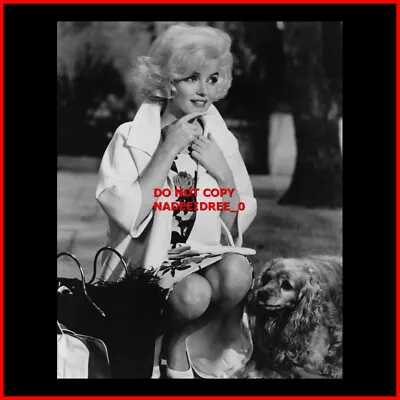 Marilyn Monroe And A Cute Dog 1962 Something's Got To Give 8x10 Photo • $9.99