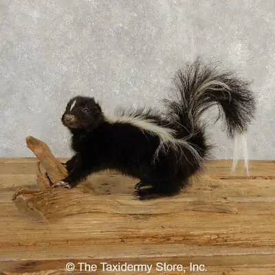 $545 • Buy #20238 E+ | Adolescent Striped Skunk Life Size Standing Taxidermy Mount - Hooded